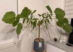 DEZE WEEK OPHALEN AUB ! Ficus umbellata plant met pot, Huis en Inrichting, Kamerplanten, Ophalen, Ficus, 100 tot 150 cm, In pot