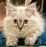 Racoon kittens ragdoll x mainecoon zoeken personeel ;), Kater, Ontwormd