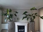 Strelitzia Nicolai, Ophalen, 100 tot 150 cm, Overige soorten, Halfschaduw