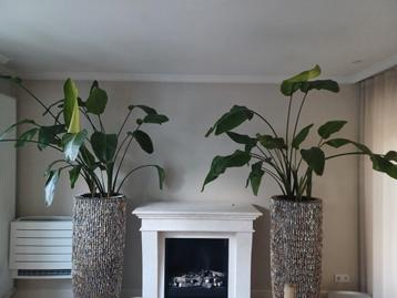 Strelitzia Nicolai beschikbaar voor biedingen