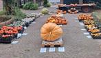 Pomoenen en kalebassen, Ophalen, Nieuw, Overige materialen