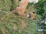 Alpaca jonge hengst appaloosa, Dieren en Toebehoren, Overige Dieren, Augustus, Mannelijk
