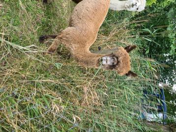 Alpaca jonge hengst appaloosa  beschikbaar voor biedingen