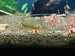 Crystal red garnalen, Dieren en Toebehoren, Vissen | Aquariumvissen, Kreeft, Krab of Garnaal