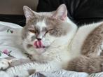 Britse korthaar dekkater, Dieren en Toebehoren, Katten en Kittens | Raskatten | Korthaar, Kater, Gechipt, 3 tot 5 jaar