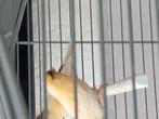 Koppel geeloranje kanaries te koop 2025, Dieren en Toebehoren, Vogels | Kanaries, Meerdere dieren, Zangkanarie