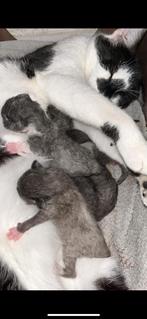Kittens