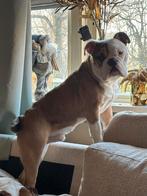 New english bulldog, Dieren en Toebehoren, Honden | Bulldogs, Pinschers en Molossers, Reu, 8 tot 15 weken, Parvo, Bulldog