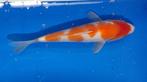 Kohaku, Japanse koi te koop voor betaalbare prijs., Karper of Koi