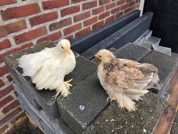 Mooie Jonge Cochin kriel Hennen! beschikbaar voor biedingen