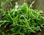 Rucola Silvetta, Ophalen of Verzenden, Voorjaar, Volle zon, Zaad