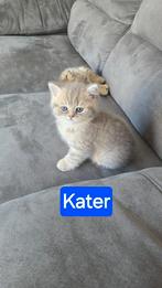 Britskorthaar/Golden Shadded Laatste 2 😻😻