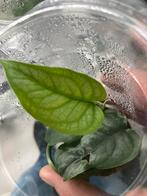 Terrarium plant monster siltepecana, Huis en Inrichting, Kamerplanten, Ophalen of Verzenden, Halfschaduw, Minder dan 100 cm