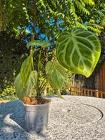 Anthurium silver bush, Bloeiende kamerplant, Ophalen of Verzenden, Overige soorten, Minder dan 100 cm