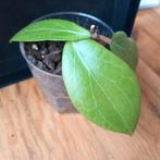 hoya camphorifolia stek nr 3-15, Huis en Inrichting, Kamerplanten, Ophalen of Verzenden, Overige soorten, Minder dan 100 cm