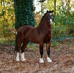 Prachtige 2.5 jarige welsh A ruin 118cm, Dieren en Toebehoren, Pony's, Ruin, 0 tot 2 jaar, Onbeleerd, Recreatiepony