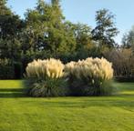 Pampas gras  grote soort (2 a 2,5m) kluiten, Tuin en Terras, Zomer, Vaste plant, Siergrassen, Ophalen