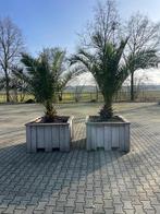 Palmbomen in bakken, Bloeit niet, 100 tot 250 cm, Palmboom, Ophalen