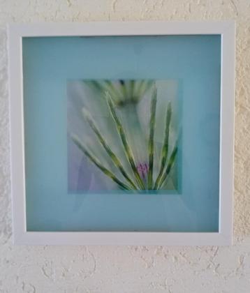 3D lijst met close-up van een plant of bloem blauw met wit  beschikbaar voor biedingen
