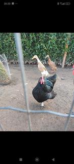 Aangeboden: hennen 2 Australorp, 1 Barnevelder, 1 Austr haan, Dieren en Toebehoren, Pluimvee, Vrouwelijk, Kip