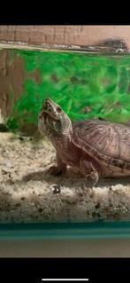 3 Muskusschildpadden met terrarium, bodembedekking, pomp etc, Dieren en Toebehoren, Reptielen en Amfibieën, Schildpad, Met terrarium
