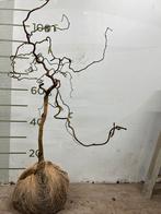 Krul hazelaar op stam, Tuin en Terras, Planten | Bomen, Ophalen of Verzenden, Volle zon, Overige soorten