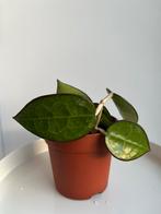 Hoya verticillata 'Black Margin' - 3 eur, Ophalen, Overige soorten, Minder dan 100 cm, Bloeiende kamerplant
