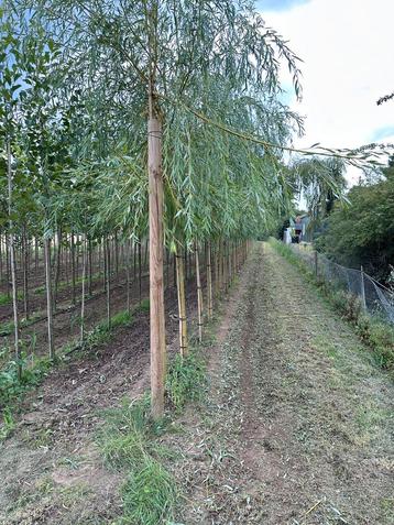 Treurwilg - Salix sepulcralis ‘Chrysocoma’ beschikbaar voor biedingen