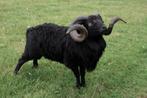 Reserveer tijdig uw dekram, Dieren en Toebehoren, Schapen, Geiten en Varkens, Mannelijk, Schaap, 3 tot 5 jaar