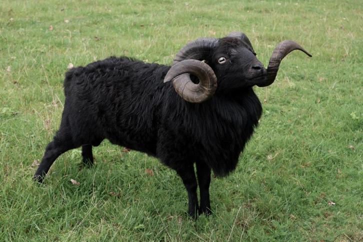 Reserveer tijdig uw dekram, Dieren en Toebehoren, Schapen, Geiten en Varkens, Schaap, Mannelijk, 3 tot 5 jaar