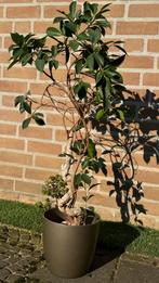 Ficus plant, Huis en Inrichting, Kamerplanten, Ophalen, Ficus, Minder dan 100 cm