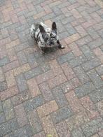 franse bulldog, Rabiës (hondsdolheid), 1 tot 2 jaar, Teef, Bulldog