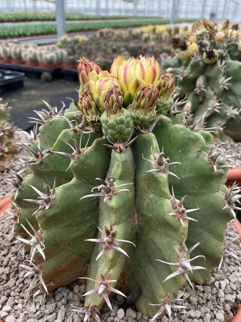 Cactus Ferocactus Horridus f. Brevispinus 33cm schaal, Huis en Inrichting, Kamerplanten, Cactus, Minder dan 100 cm, Bloeiende kamerplant