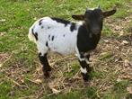 Mooie dwerg geitjes, Dieren en Toebehoren, Mannelijk, Geit, 0 tot 2 jaar