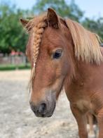 Shetlander, Dieren en Toebehoren, Pony's, Ruin, Onbeleerd, Recreatiepony, 7 tot 10 jaar