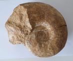 Ammoniet fossiel 2,6kilo 21x18cm Zuid Frankrijk, Ophalen of Verzenden, Fossiel