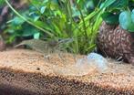 SPOED: Twee glasgarnalen, Dieren en Toebehoren, Kreeft, Krab of Garnaal