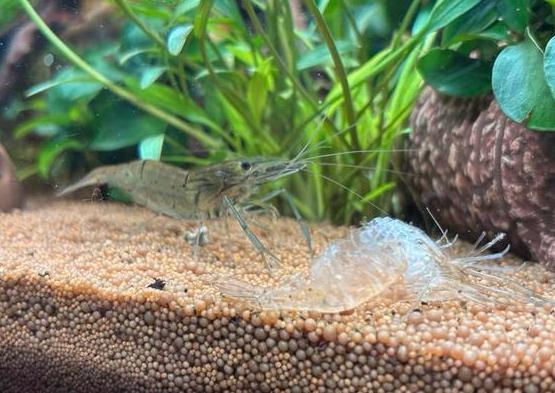 SPOED: Twee glasgarnalen, Dieren en Toebehoren, Vissen | Aquariumvissen, Kreeft, Krab of Garnaal