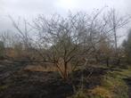 Mispels volwassen bomen 275-300 hoog meerstammig, Ophalen, Volle zon, Overige soorten