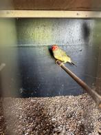 Binsenastrilde, Mannelijk, Tropenvogel