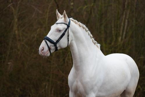 6 jarige dressuur ruin Lusitano x Arabier, Dieren en Toebehoren, Paarden, Ruin, M, 160 tot 165 cm, 3 tot 6 jaar, Dressuurpaard