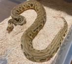 1.0 Killer Spotnose Redstripe Clown ball python regius, Dieren en Toebehoren, Slang, Tam, 3 tot 6 jaar