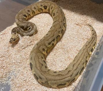 1.0 Killer Spotnose Redstripe Clown ball python regius beschikbaar voor biedingen