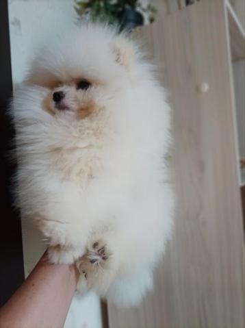 Pomeriaan pups pomeriaan  beschikbaar voor biedingen
