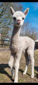 Fee, alpaca huacaya merrie 2025, AAB, Dieren en Toebehoren, Overige Dieren, Februari, Vrouwelijk
