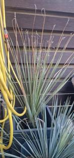Dasylirion Wheeleri , grasboom, Ophalen, Zomer, Overige soorten, Volle zon