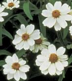 Zinnia Linearis wit, Ophalen of Verzenden, Volle zon