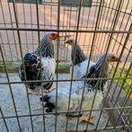 Trio wyandottes, Dieren en Toebehoren, Pluimvee, Meerdere dieren, Kip