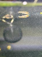 10 jonge endler guppies verschillende leeftijden, Ophalen