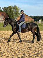 Friese merrie 4 jaar aangespannen en ingereden, Dieren en Toebehoren, Merrie, Gechipt, Dressuurpaard, Zadelmak